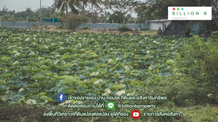 ขาย ที่ดิน พื้นที่อากาศบริสุทธิ์ @ ที่ดิน ริมคลองมหาสวัสดิ์ ริมคลองมหาสวสัดิ์ 5 ไร่ 3 งาน 26 ตร.วา แปลงสี่เหลี่ยมสวย