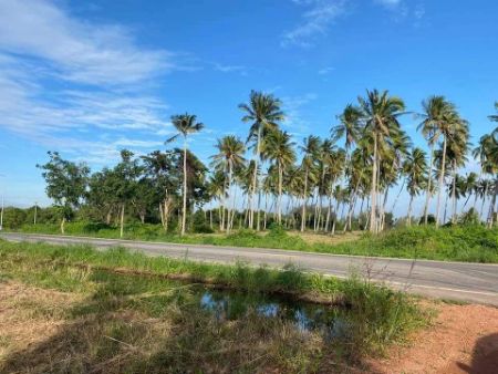 ขาย ที่ดิน นส 4จ. โฉนดครุฑแดง วิวทะเลหาดบ้านกรูด 200 ตร.วา ติดถนน​เส้นหลักเลียบชายทะเล ห่างหน้าหาด300​-400เมตร