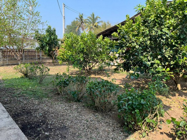 ขายด่วน ที่ดิน 218 ตรว.พร้อมบ้านเล็กๆ1หลัง ต.ขี้เหล็ก อ.แม่ริม จ.เชียงใหม่