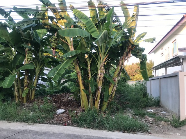 ที่ดินเปล่า พุทธมณฑลสาย  1 มบ.มหาดไทย 1 เนื้อที่ 61 ตรว. ราคา 3,000,000 บาท