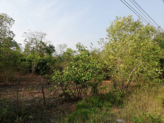 ที่ติดถถนหลวงคอนกรีตกว้าง .บ้านตาก ติดถนนดำ ทางหลวงชนบท คมนาคมสะดวกมาก 36 ไร่เศษ อ.บ้านตาก  จ.ตาก  ติด ทล.1107 โทร 0968821857