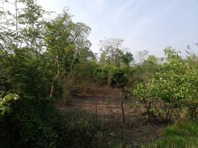 ดินดีสมบูรณ์บนถนนสายหลักเมืองบ้านตากแบ่งขาย.บ้านตาก ติดถนนดำ ทางหลวงชนบท คมนาคมสะดวกมาก 36 ไร่เศษ อ.บ้านตาก  จ.ตาก  ติด ทล.1107 โทร 0968821857