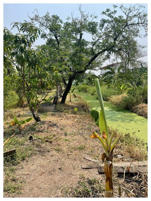 ขายที่ดิน ราคาถูก 100 ตร.วา ใกล้ สวนหลวง ร.9 เขตประเวศ กรุงเทพ