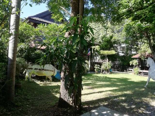 ขายด่วน บ้านสวนริมคลองบางเชือกหนัง  ซอยจรัญ 13 เขตภาษีเจริญ  กรุงเทพ