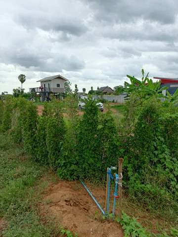 ขายที่ดินทำเลดี เจ้าของขายเอง เหมาะสำหรับพักผ่อนและอยู่อาศัย จังหวัดสุพรรณบุรี