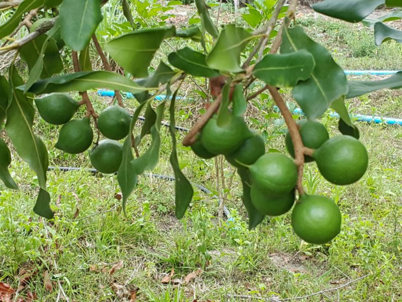 ขายสวนมะคาเดเมีย ปลูก5ปี กว่า 200 ต้น