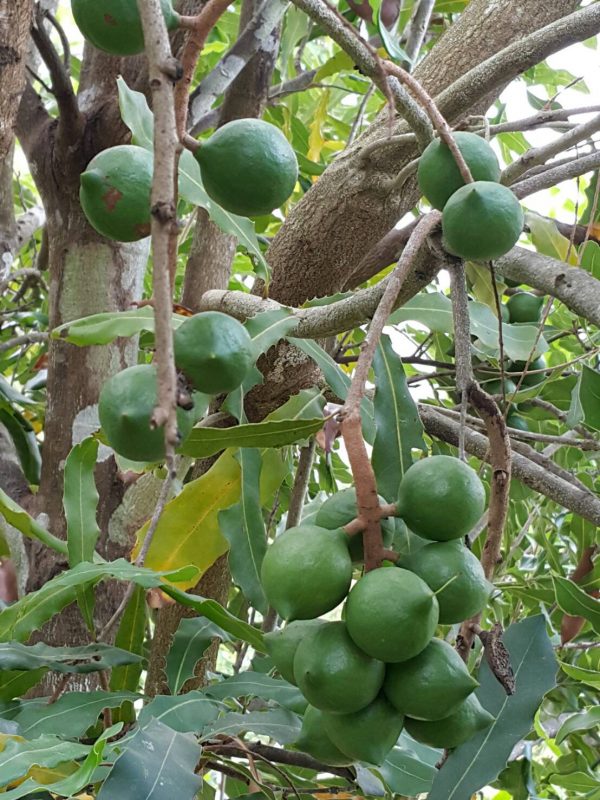 ขายสวนมะคาเดเมีย ปลูก5ปี กว่า 200 ต้น