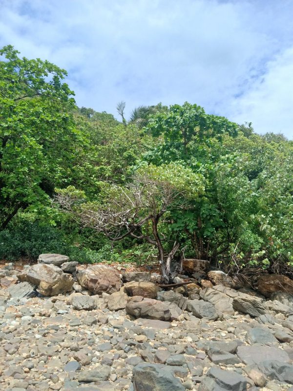 ที่ดินเกาะสมุยขาย24ไร่ซีวิวและติดทะเลชายหาด ติดโรงแรมคอนราด