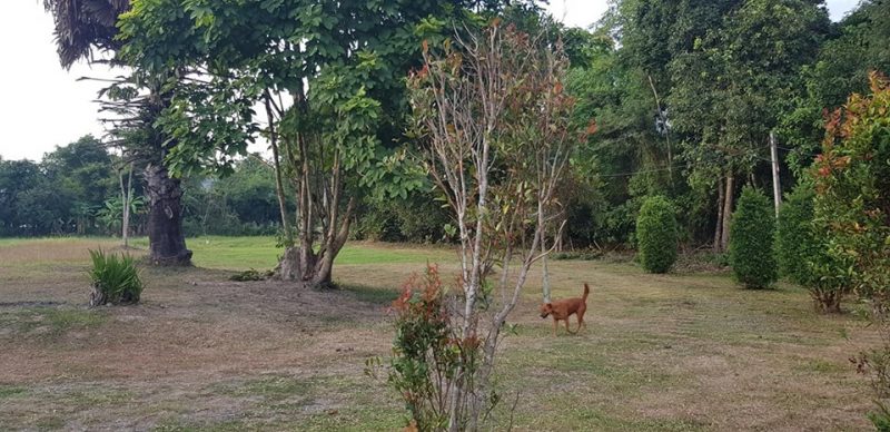 House for sale between Sansai and Mae Jo, Chiangmai