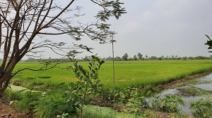 ขายด่วน ที่ดินเปล่าสภาพเดิม ขุดเป็นล่องสวน ปลูกต้นไม้ล้อมรอบ แบ่งขายเนื้อที่ 1-2 ไร่ ใกล้สำนักงานเทศบาลตำบลเสาธงหิน จังหวัดนนทบุรี