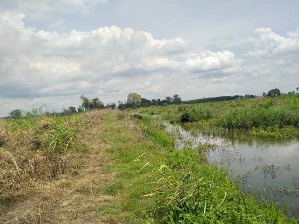 ขายด่วน ที่ดินเปล่า (ที่ดินนา) แปลงสวย ด้านหน้าติดถนน ด้านหลังติดคลองชลประทาน พิจิตร