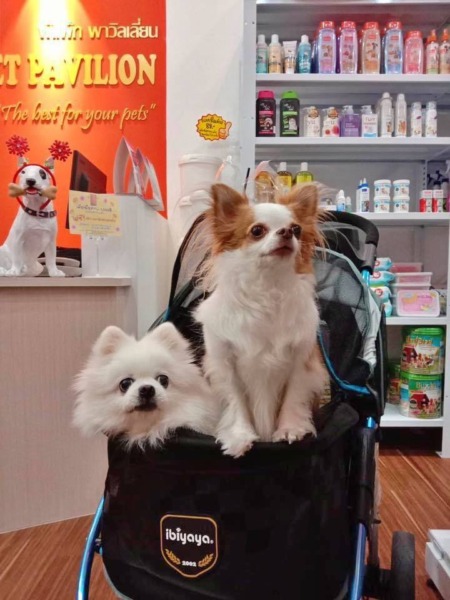 เซ้ง‼️ Pet shop สาขาราชพฤกษ์ นนทบุรี @ศูนย์การค้า The Crystal SB Ratchapruek