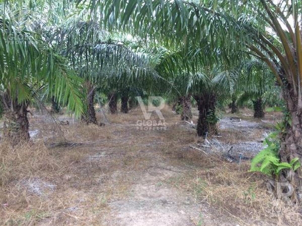 ขายที่ดิน พร้อมสวนปาล์มน้ำมัน ในจังหวัดจันทบุรี เหมาะสำหรับเก็บผลผลิตปาล์ม การเกษตร ที่อยู่อาศัย