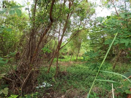 ขาย ที่ดิน ที่ดินหันหน้าทิศเหนือ ทะลุ ซ.โชคชัย 4 เกษตรนวมินทร์ เลียบทางด่วน ขายที่ดินเปล่า นาคนิวาส 37 200 ตร.วา