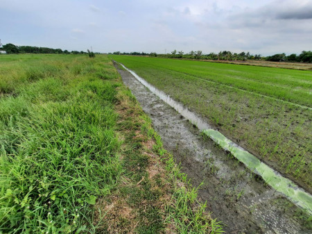 ขาย ที่ดิน ที่ดินหนองเสือ คลองเจ็ด   11-1-32.9 ไร่