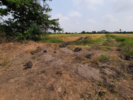 ขายที่ดินหนองจอก ติดถนนสังฆสันติสุข เหมาะทำหมู่บ้านจัดสรร