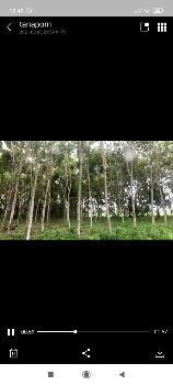 ขาย ที่ดิน ปลูกยางพารา200ต้นต้นสัก25ต้น แม่ลาว เชียงราย 2 ไร่ 2 งาน 64 ตร.วา ที่ติดถนน