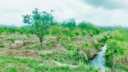 ขาย ที่ดิน  สวนส้มโอทับทิมสยาม จันทบุรี 22 ไร่ 2 งาน 1.7 ตร.วา วิวสวย อากาศดี มีแหล่งน้ำ