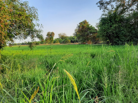 ขายที่ดินใกล้วัดอู่ข้าว 50 ไร่ ใกล้ถนนเส้นธัญบุรี-วังน้อยเพียงแค่ 2 นาที