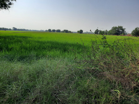 ขายที่ดินใกล้วัดอู่ข้าว 50 ไร่ ใกล้ถนนเส้นธัญบุรี-วังน้อยเพียงแค่ 2 นาที