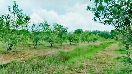 ขาย ที่ดิน  สวนส้มโอทับทิมสยาม จันทบุรี 22 ไร่ 2 งาน 1.7 ตร.วา วิวสวย อากาศดี มีแหล่งน้ำ