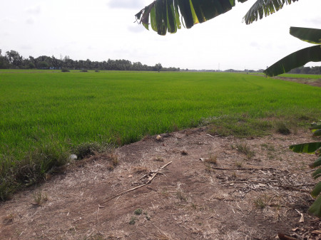 ขายที่ดินคลองเจ็ด หนองเสือ 90 ไร่  ใกล้ ม.ปิ่นฤทัย เหมาะสำหรับสร้างบ้านจัดสรร