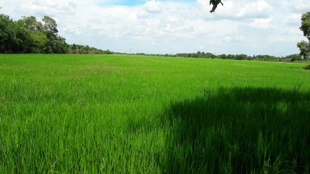 ขายที่ดินคลองเจ็ด หนองเสือ 90 ไร่  ใกล้ ม.ปิ่นฤทัย เหมาะสำหรับสร้างบ้านจัดสรร