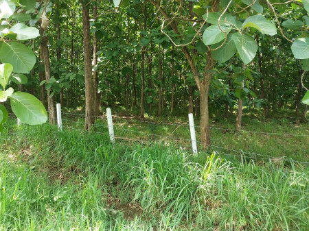 ขาย ที่ดิน ขายถูกกว่าแปลงอื่น ที่ดิน ปากช่อง โคราช 17 ไร่ 2 งาน มีไม้สักทอง 3000 ต้น