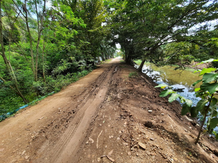 ขายที่ดินคลอง8 หนองเสือ ปทุมธานี ตร.ว ละ 2,000.- บาท