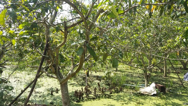 H0014 ขายที่ดินเนื้อที่เกือบ 10 ไร่ ปลูกมะม่วงและสวนลำไย ตำบลวังผาง ลำพูน