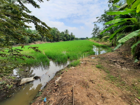 ขายที่ดินคลอง8 หนองเสือ ปทุมธานี ตร.ว ละ 2,000.- บาท