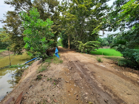 ขายที่ดินคลอง8 หนองเสือ ปทุมธานี ตร.ว ละ 2,000.- บาท