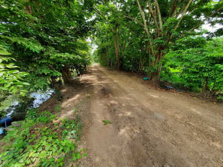 ขายที่ดินคลอง8 หนองเสือ ปทุมธานี ตร.ว ละ 2,000.- บาท