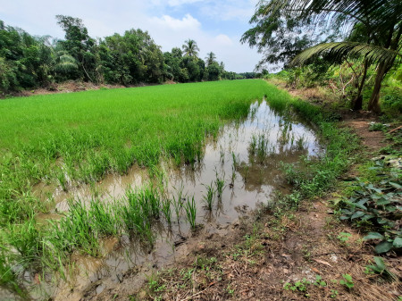 ขายที่ดินคลอง8 หนองเสือ ปทุมธานี ตร.ว ละ 2,000.- บาท