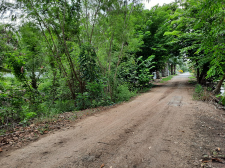 ขายที่ดินคลอง8 หนองเสือ ปทุมธานี ตร.ว ละ 2,000.- บาท