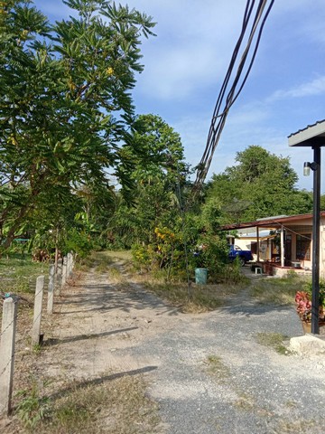 For Sales : Land At Thalang Garden View have 135 sqw.