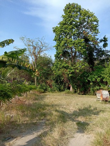 For Sales : Land At Thalang Garden View have 135 sqw.