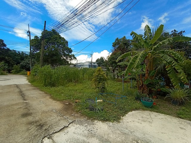 For Sales : Land at  Rawai, Soi Samakki 2, 91 SQ.W.