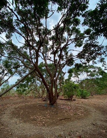 ขายที่ดินสวนลำไย 10 ปี 400 ต้น 25 ปี 250 ต้นลำไยแต่งกิ่งเรียบร้อยสวยงาม