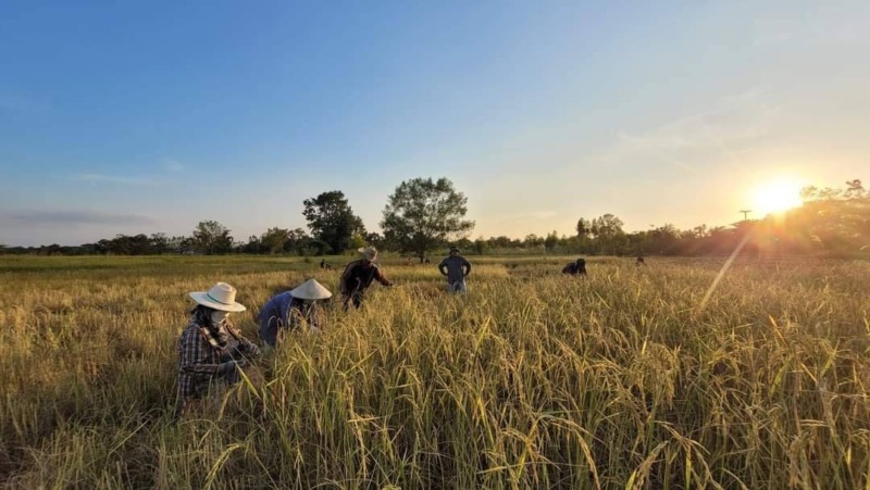 ขายที่ดิน 10 ไร่ พร้อมบ้านสวน 1 หลัง จ.อุดรธานี เจ้าของขายเอง