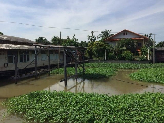 For Sales : Land on the Chao Phraya River, 2 Rai 1 ngan (36 square wa)