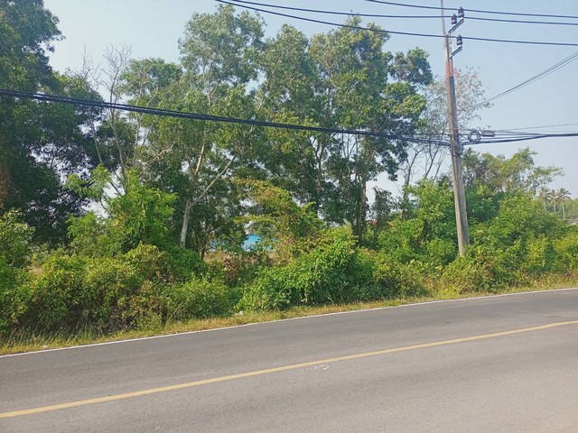 For Sales : Land Chengtalay 9 Rai 3 Ngan 72.1 sq.w., Land next to the main road.