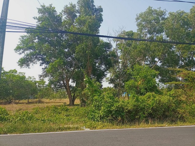 For Sales : Land Chengtalay 9 Rai 3 Ngan 72.1 sq.w., Land next to the main road.