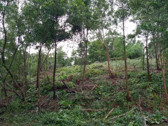 For Sales : Land at Kathu, Near Phumontra , 323 Sq.w.