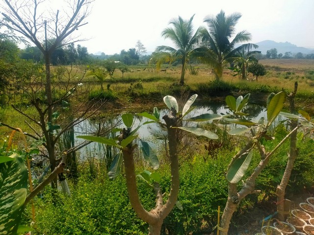 ที่ดินพร้อมบ้านสวนเขตอ.เมืองเพชรบูรณ์ 4 ไร่ บรรยากาศดีมากขายถูก