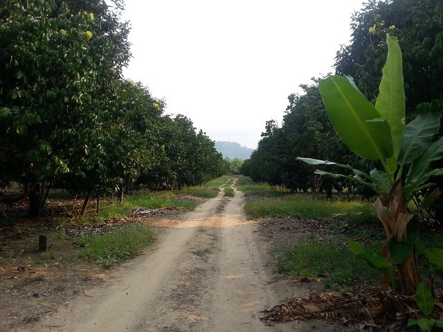 ขายที่ดิน สวนผลไม้ เนื้อที่ 33 ไร่ ติดถนนดำ พร้อมบ้าน 1 หลัง อำเภอมะขาม จันทบุรี