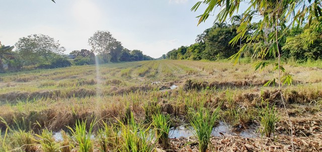 ขายที่ดินติดถนนเรียบ คลอง 12 หนองเสือ 53 ไร่  เหมาะทำจัดสรรที่ดินขาย แนวสไตล์บ้านสวน ทำการเกษตร