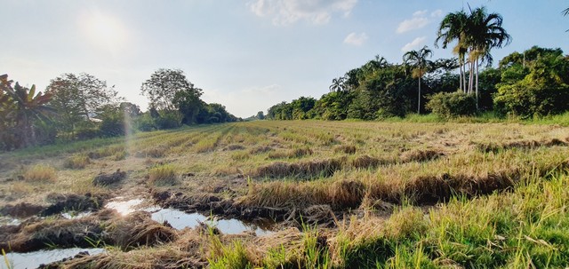 ขายที่ดินติดถนนเรียบ คลอง 12 หนองเสือ 53 ไร่  เหมาะทำจัดสรรที่ดินขาย แนวสไตล์บ้านสวน ทำการเกษตร