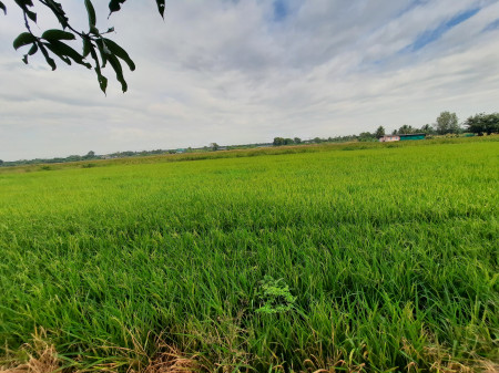 ที่ดินเงินผ่อน คลองแปด หนองเสือ บึงบอน ห่างถนนรังสิต-นครนายก 8.5 กม.