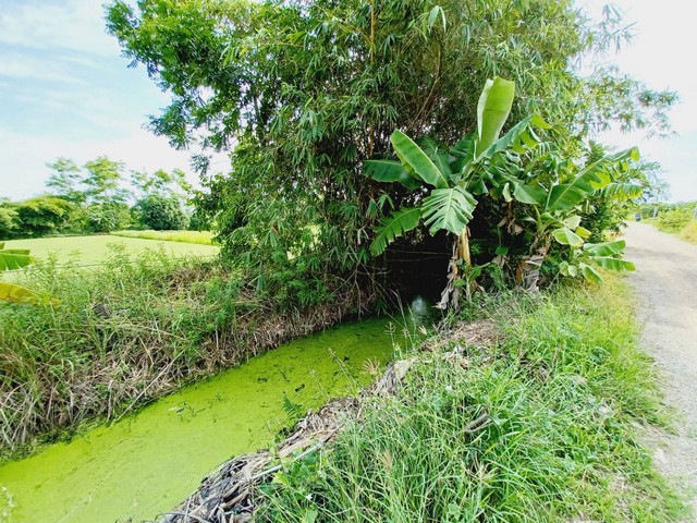 ขายที่ดิน คลอง 12 หนองเสือ  400 ตรว ทำเล เหมาะ ปลูกบ้าน ทำการเกษตร หรือซื้อเก็บไว้ในอนาคตได้